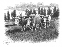 oranje-sa-cetiri-vola_resize