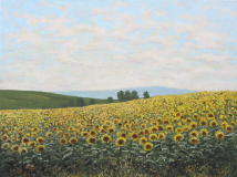 Suncokreti_resize