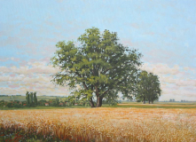 Zitno polje 2_resize